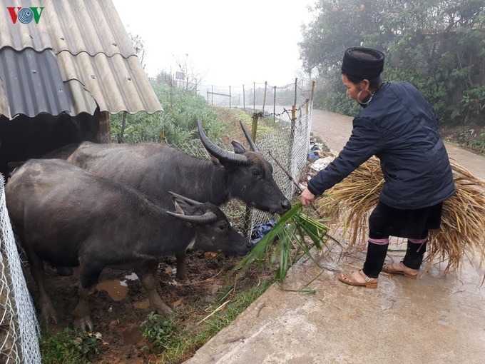 Thousands of cattle in Lao Cai threatened by the cold - 1