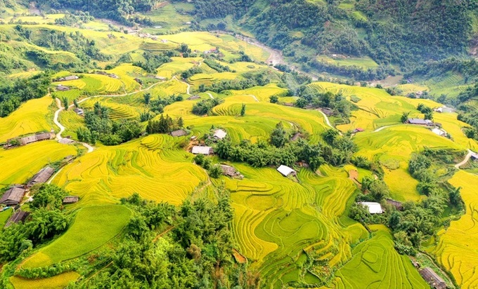 Breath-taking beauty of Sapa’s ripening paddy fields - 2 Breath-taking beauty of Sapa’s ripening paddy fields - 2
