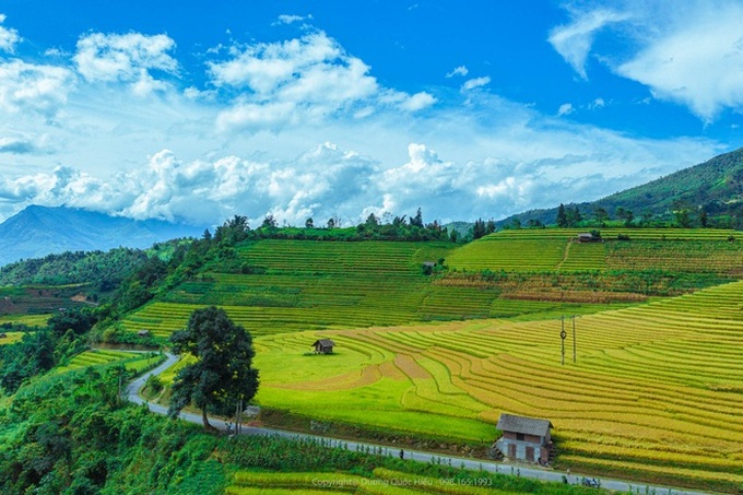 Breath-taking beauty of Sapa’s ripening paddy fields - 4 Breath-taking beauty of Sapa’s ripening paddy fields - 4