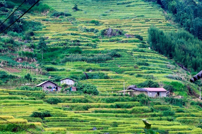 Ripening rice fields in Vietnam's northwestern region - 4