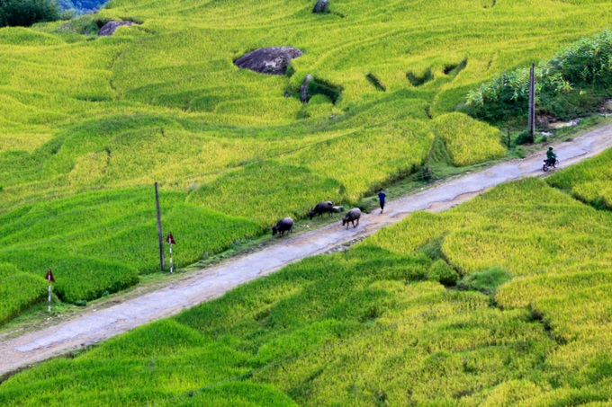 Ripening rice fields in Vietnam's northwestern region - 2