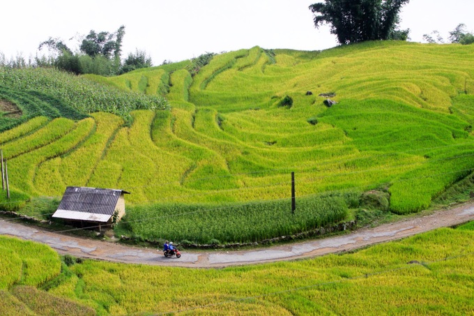 Ripening rice fields in Vietnam's northwestern region - 5