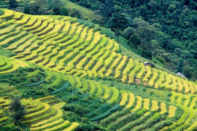 Ripening rice fields in Vietnam's northwestern region - 1