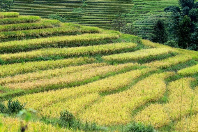 Ripening rice fields in Vietnam's northwestern region - 3