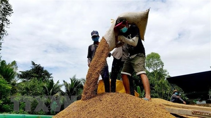 Vietnamese rice price increases in domestic, foreign markets - 1