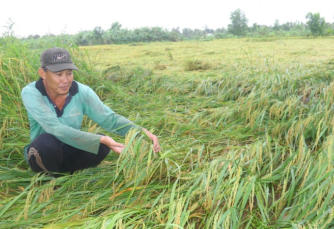 Mekong Delta rice fields submerged in floods - 2