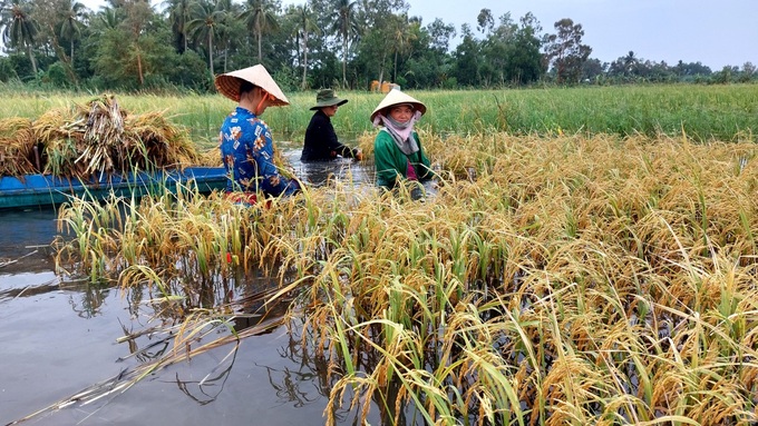 Mekong Delta rice fields submerged in floods - 4