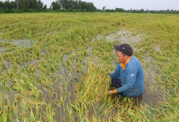 Mekong Delta rice fields submerged in floods - 3