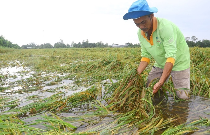 Mekong Delta rice fields submerged in floods - 1