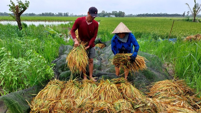 Mekong Delta rice fields submerged in floods - 5