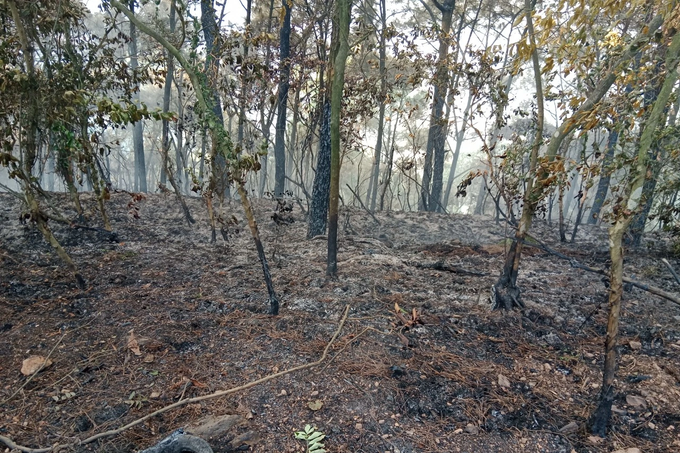 Forest fire occurs in Hanoi’s outskirts - 3