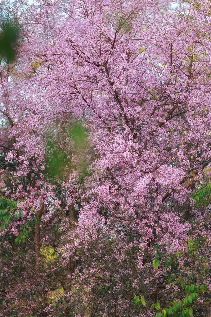 Da Lat surprised by unseasonable cherry blossoms - 3 Da Lat surprised by unseasonable cherry blossoms - 3
