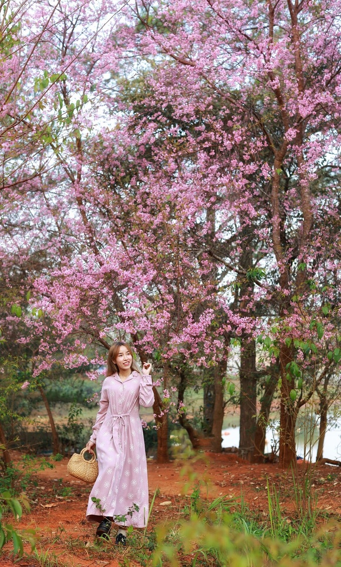 Da Lat surprised by unseasonable cherry blossoms - 4 Da Lat surprised by unseasonable cherry blossoms - 4