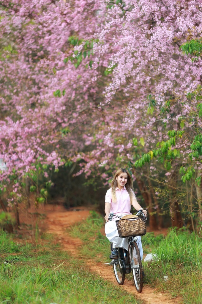 Da Lat surprised by unseasonable cherry blossoms - 5 Da Lat surprised by unseasonable cherry blossoms - 5