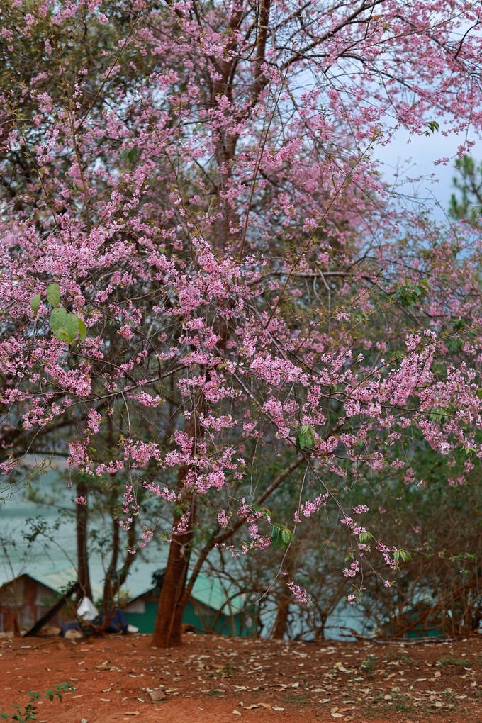 Da Lat surprised by unseasonable cherry blossoms - 1 Da Lat surprised by unseasonable cherry blossoms - 1