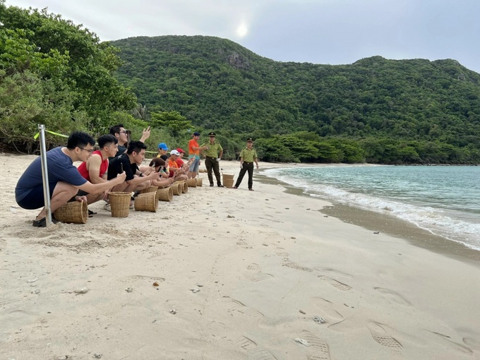 Malaysian baby sea turtles released into the sea in Con Dao - 1 Malaysian baby sea turtles released into the sea in Con Dao - 1