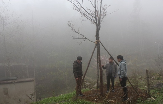 Wild plum trees seized through illegal logging in Sapa - 2 Wild plum trees seized through illegal logging in Sapa - 2