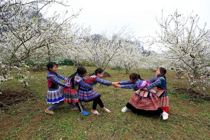 Bac Ha blossoms with flowering plum trees - 2 Bac Ha blossoms with flowering plum trees - 2