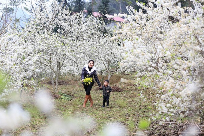 Bac Ha blossoms with flowering plum trees - 6 Bac Ha blossoms with flowering plum trees - 6