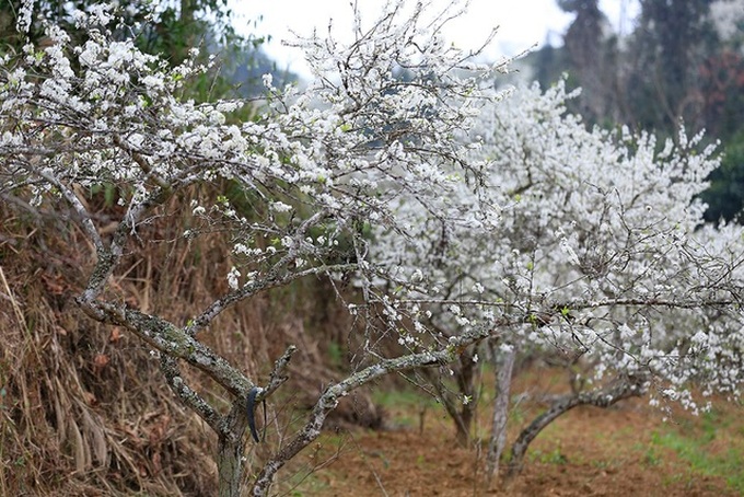 Bac Ha blossoms with flowering plum trees - 3 Bac Ha blossoms with flowering plum trees - 3