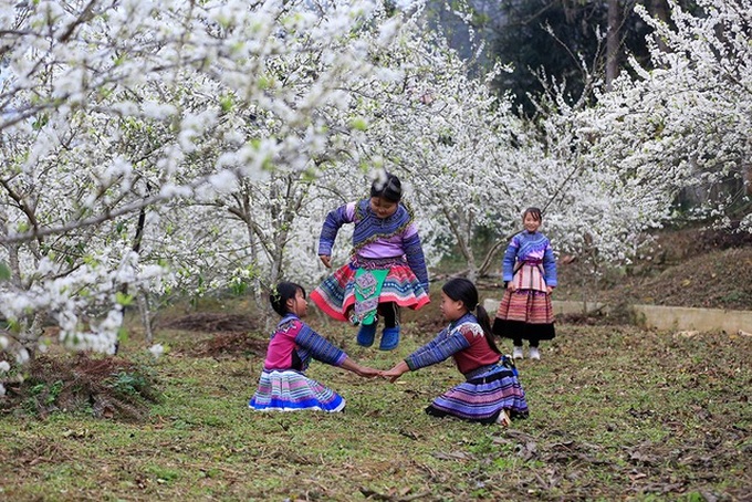 Bac Ha blossoms with flowering plum trees - 1 Bac Ha blossoms with flowering plum trees - 1