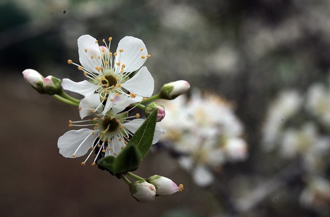 Bac Ha blossoms with flowering plum trees - 5 Bac Ha blossoms with flowering plum trees - 5