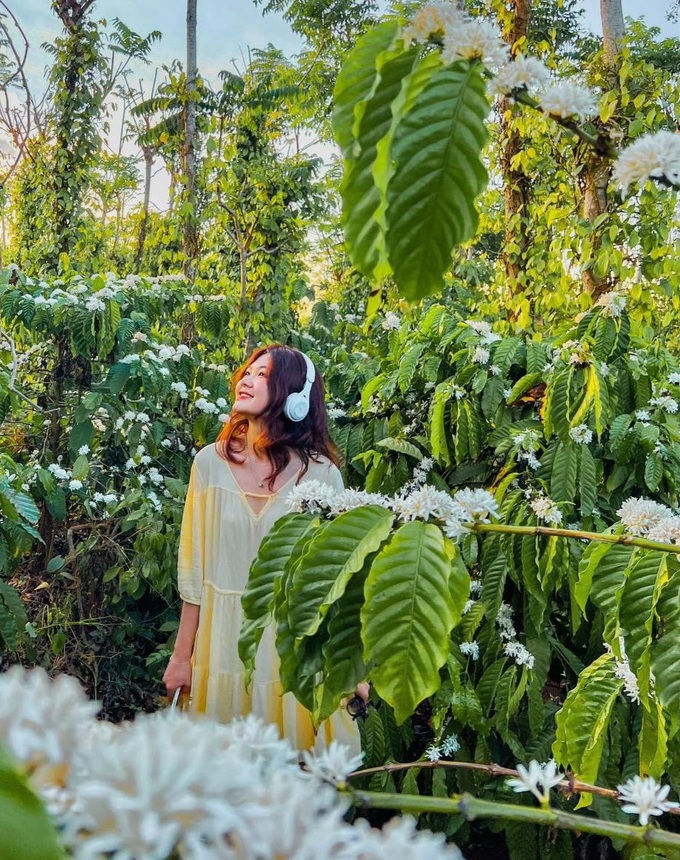 Blooming Central Highlands coffee flowers attract visitors - 8