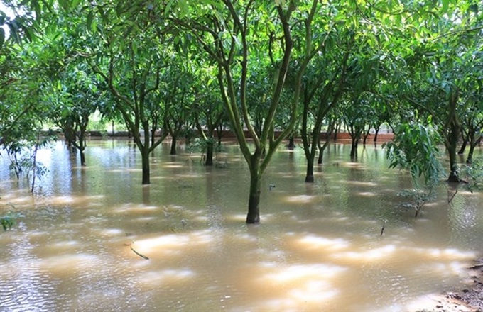 Mekong Delta preparing for more high tides - 1
