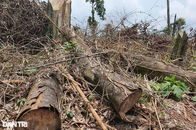 Quang Tri forest suffers illegal logging - 1 Quang Tri forest suffers illegal logging - 1