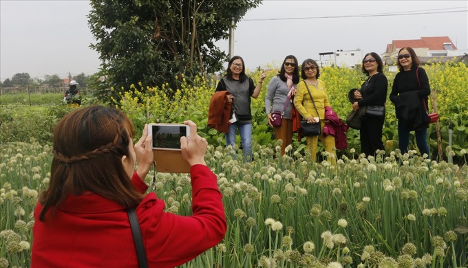 Hoi An vegetable festival attracts foreign visitors - 3 Hoi An vegetable festival attracts foreign visitors - 3
