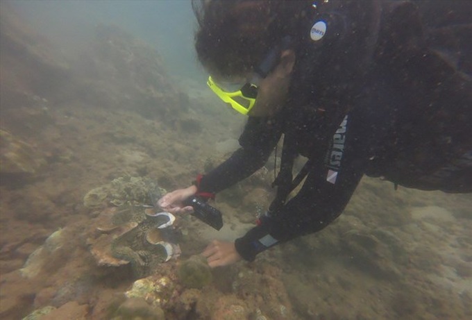 First-ever clean-up of coral reefs in Cham Islands - 1