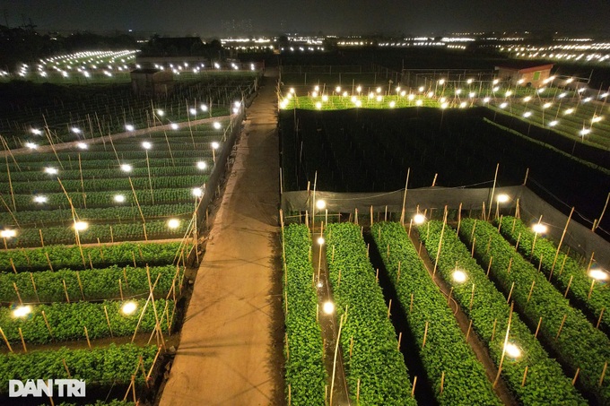 Hanoi flower village ahead of Tet - 2