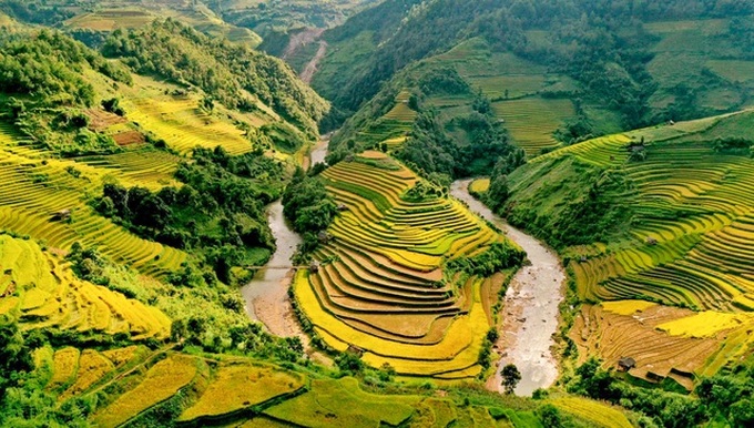 Mu Cang Chai coloured yellow during harvest season - 3
