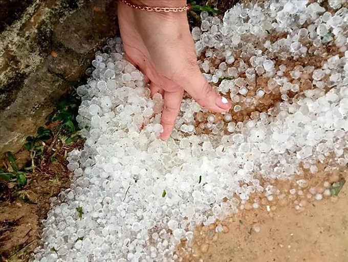 Hail damages large vegetable area in Lai Chau - 2 Hail damages large vegetable area in Lai Chau - 2