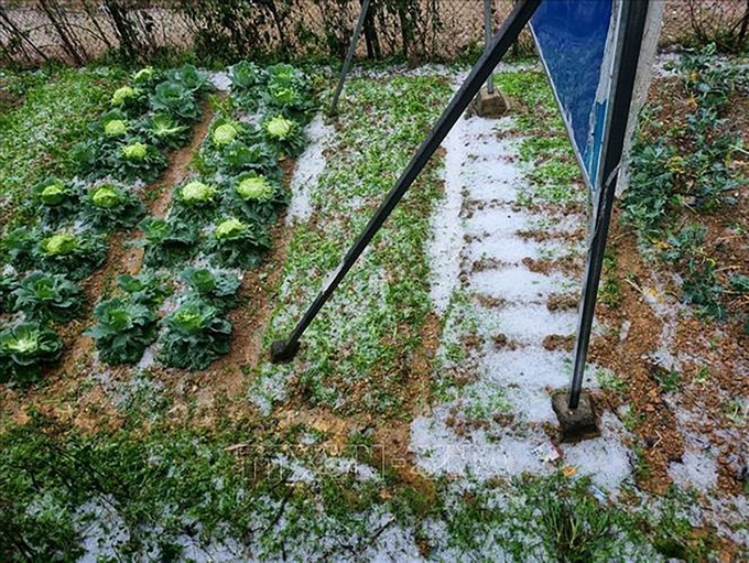 Hail damages large vegetable area in Lai Chau - 3 Hail damages large vegetable area in Lai Chau - 3
