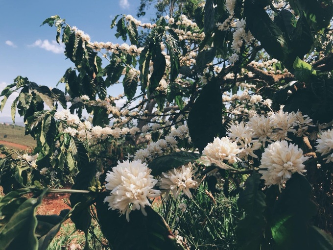 Blooming Central Highlands coffee flowers attract visitors - 10