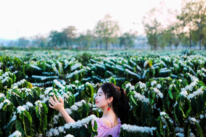 Blooming Central Highlands coffee flowers attract visitors - 5