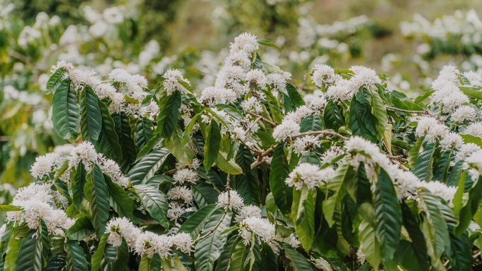 Blooming Central Highlands coffee flowers attract visitors - 7