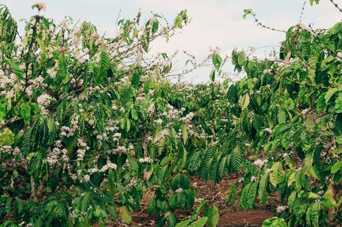 Blooming Central Highlands coffee flowers attract visitors - 1