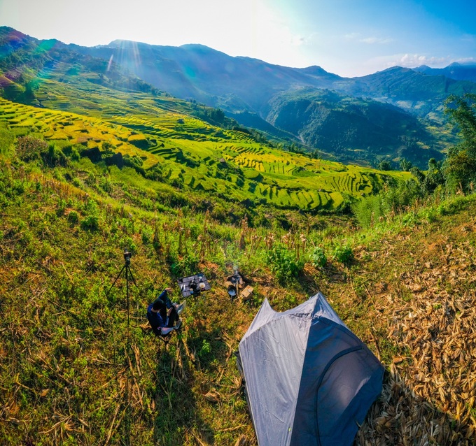 Y Ty in ripening rice season - 7 Y Ty in ripening rice season - 7