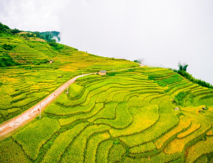 Y Ty in ripening rice season - 3 Y Ty in ripening rice season - 3