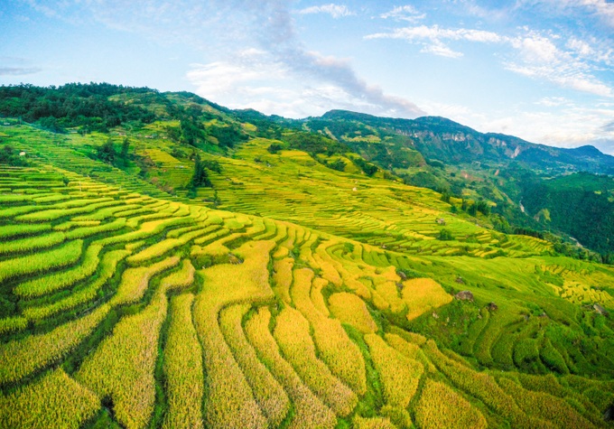 Y Ty in ripening rice season - 2 Y Ty in ripening rice season - 2