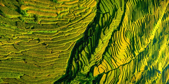 Y Ty in ripening rice season - 6 Y Ty in ripening rice season - 6