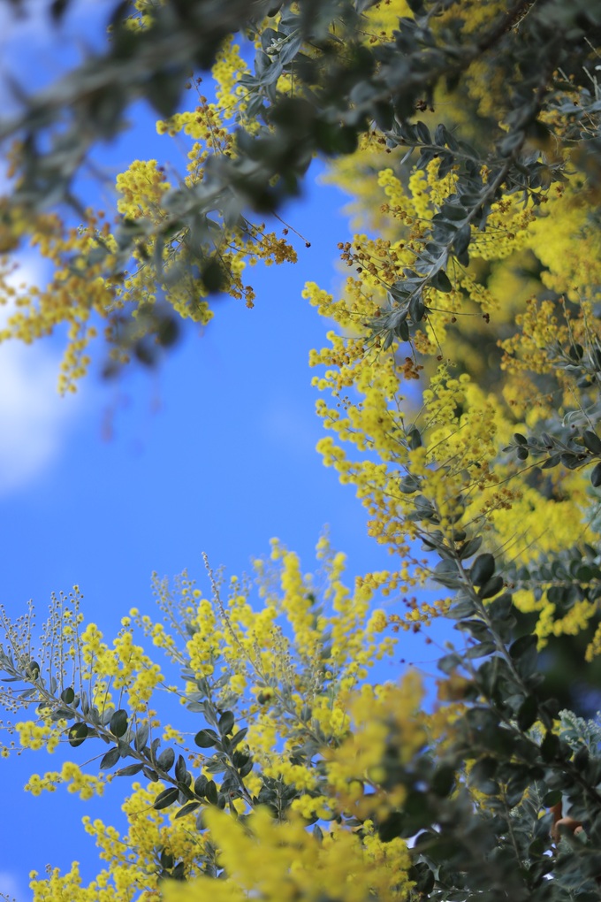 Dalat covered in yellow mimosa blossoms - 1