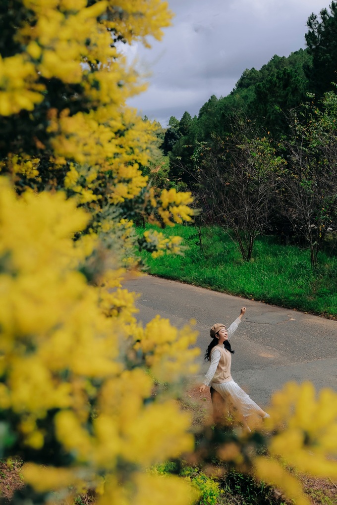 Dalat covered in yellow mimosa blossoms - 3