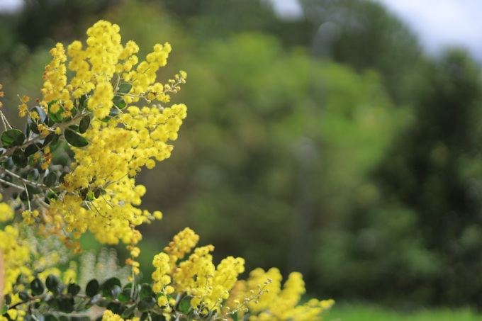 Dalat covered in yellow mimosa blossoms - 7