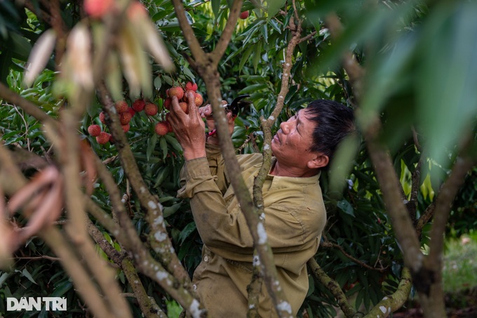 Vietnam's lychee hub busy in harvesting season - 2