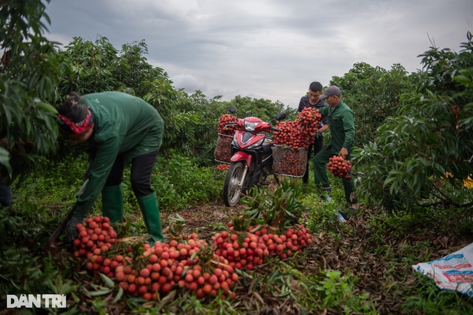 Vietnam's lychee hub busy in harvesting season - 5