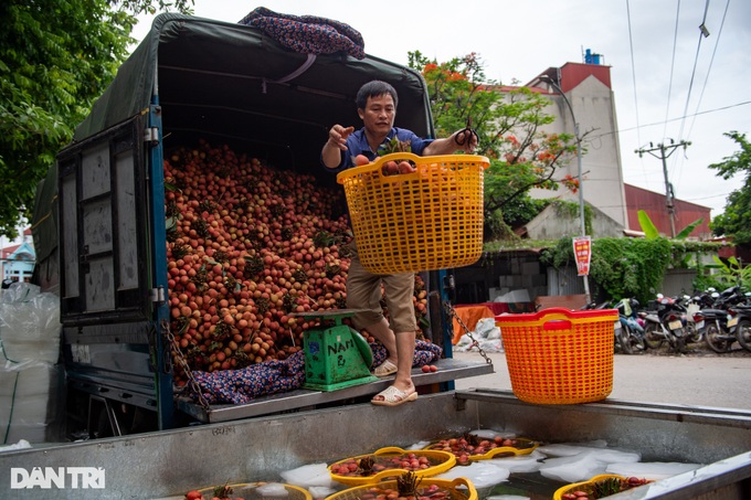 Vietnam's lychee hub busy in harvesting season - 3