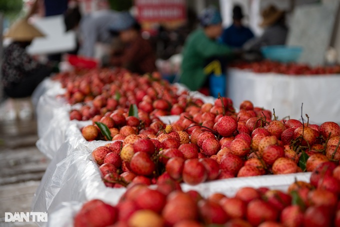 Vietnam's lychee hub busy in harvesting season - 7